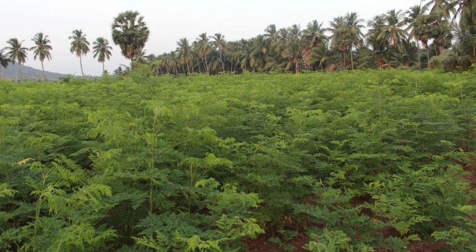 moringa farm